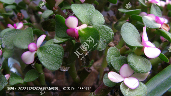 一株開(kāi)花的金枝玉葉