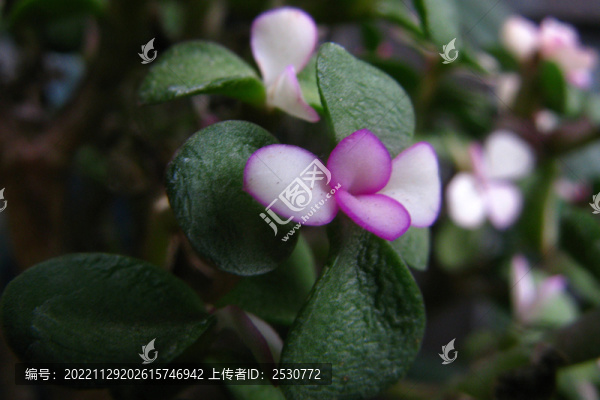 樹馬齒莧開出的花