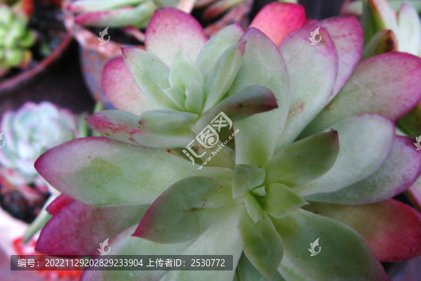 紅稚蓮