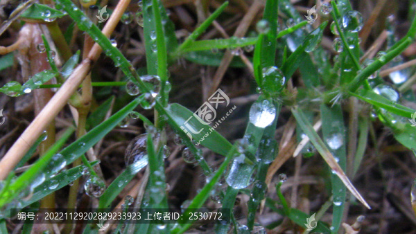 巴根草上的雨珠