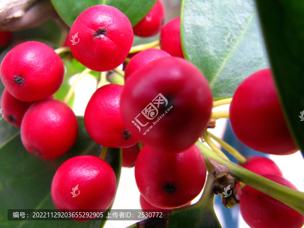 一束枸骨紅色漿果