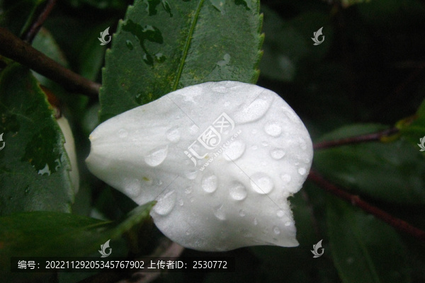 油茶花花瓣