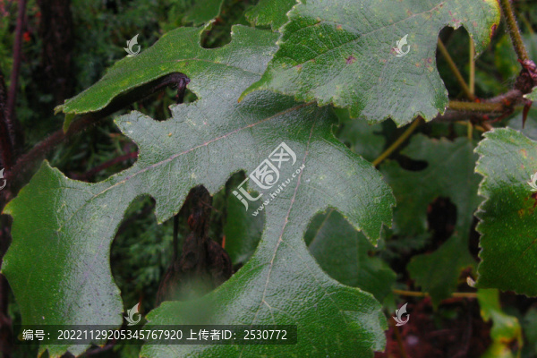 雨中構(gòu)樹葉近攝