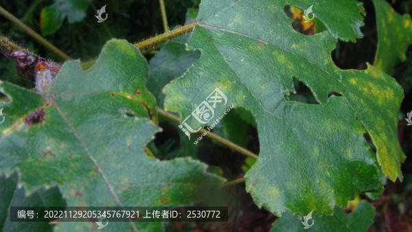 秋雨淋濕的構(gòu)樹葉