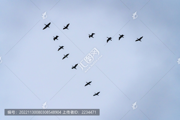 鸕鶿歸來