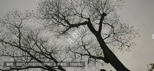 夜空中的烏桕樹