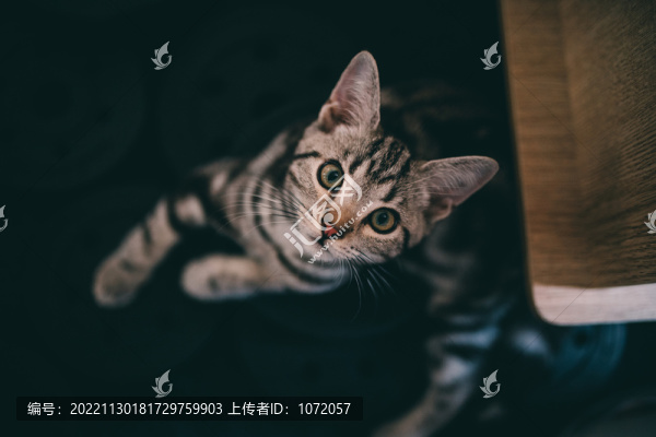美國(guó)短腿短毛虎斑貓