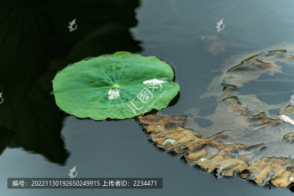 荷韻