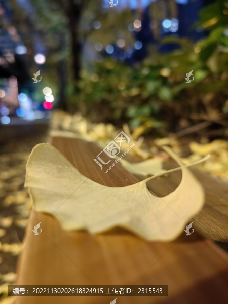 一片銀杏葉特寫
