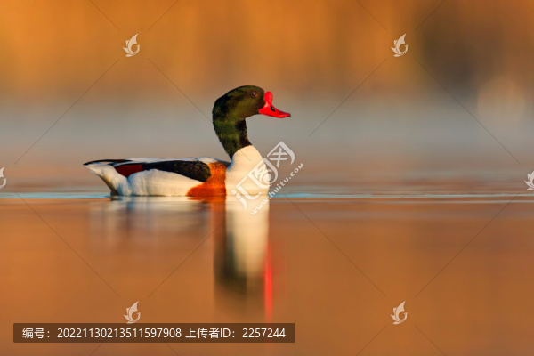 水中的秋沙鴨