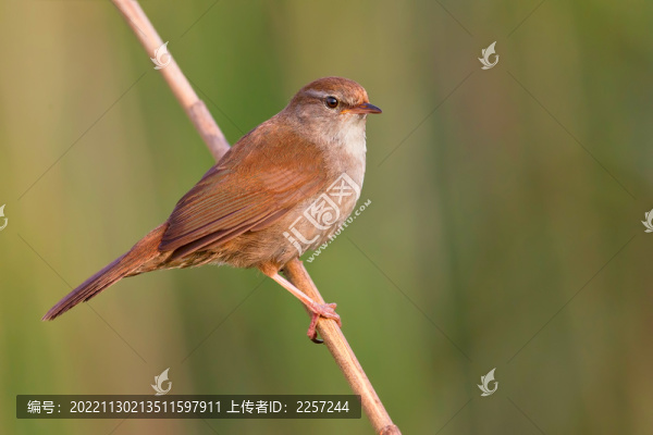 樹(shù)鶯