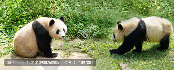 國寶熊貓