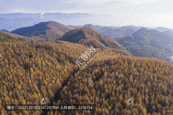 森林秋景