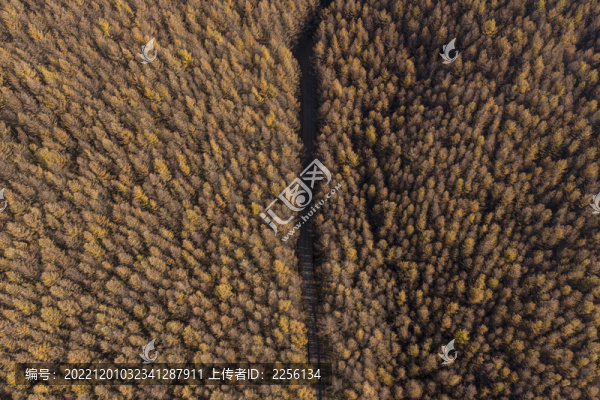 森林秋景