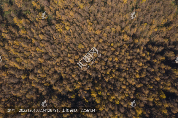 森林秋景
