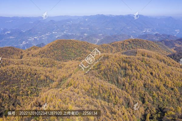 森林秋景