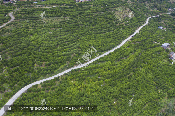 臍橙園