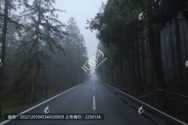 迷霧森林
