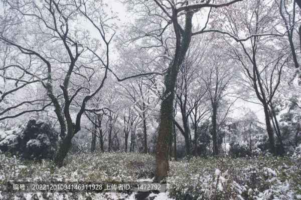 武漢東湖磨山風(fēng)景區(qū)冬季雪景