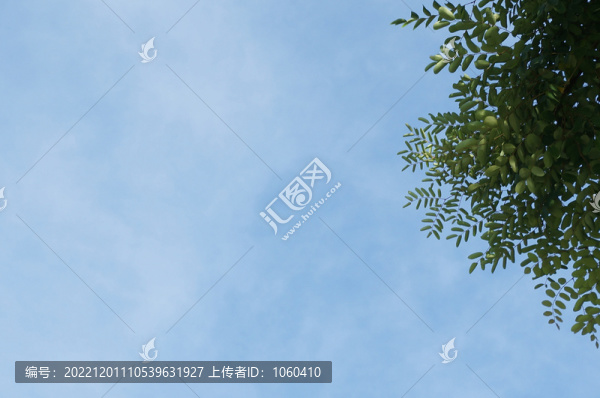 樹葉
