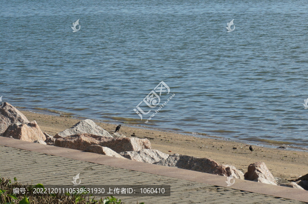 海邊的鳥