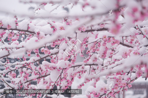 武漢東湖風(fēng)景區(qū)雪中梅花風(fēng)光