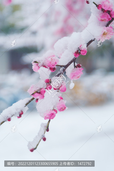 武漢東湖風景區(qū)雪中梅花風光