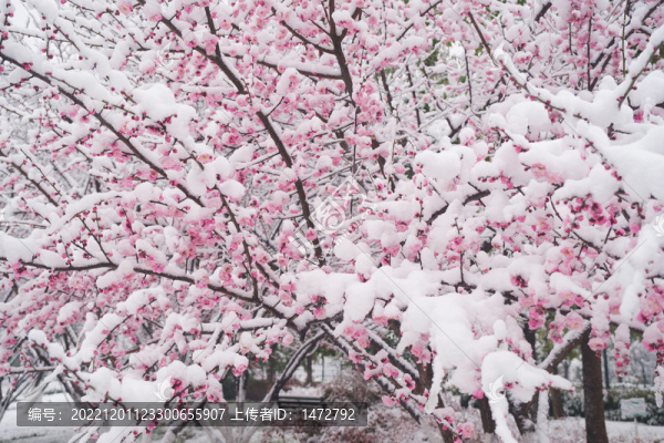 武漢東湖風(fēng)景區(qū)雪中梅花風(fēng)光