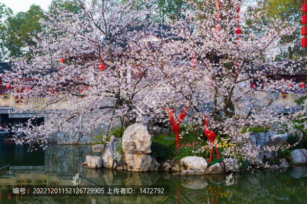 武漢東湖櫻花園春季風(fēng)光