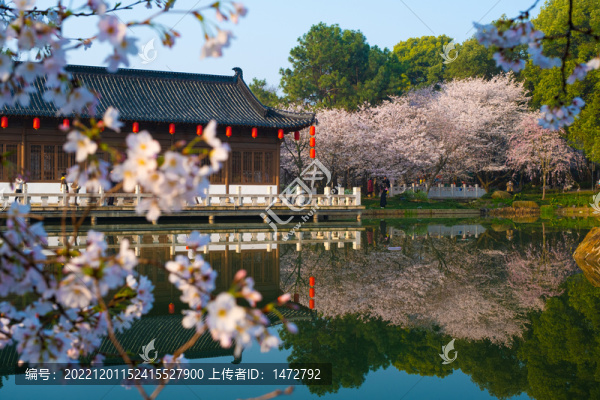 武漢東湖櫻花園春季風(fēng)光