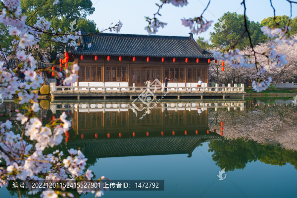 武漢東湖櫻花園春季風光