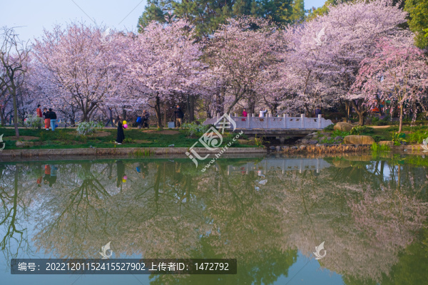 武漢東湖櫻花園春季風光