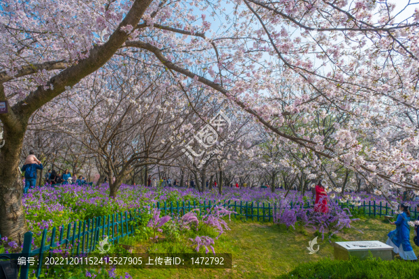 武漢東湖櫻花園春季風(fēng)光