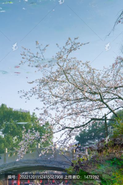 武漢東湖櫻花園春季風光