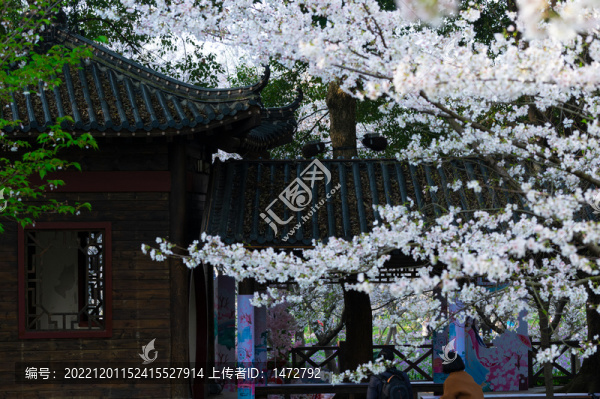 武漢東湖櫻花園春季風(fēng)光