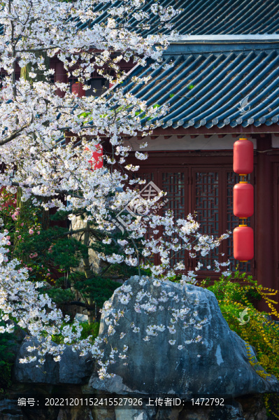 武漢東湖櫻花園春季風(fēng)光