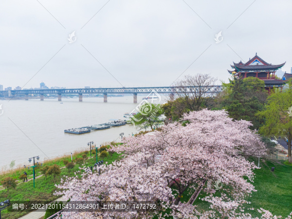 武漢晴川閣春季櫻花風(fēng)光