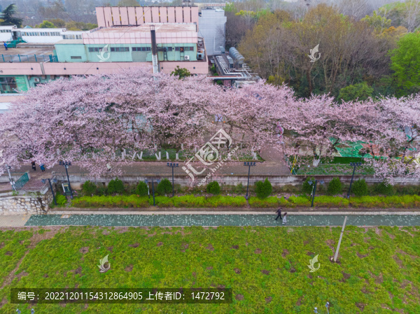 武漢晴川閣春季櫻花風光
