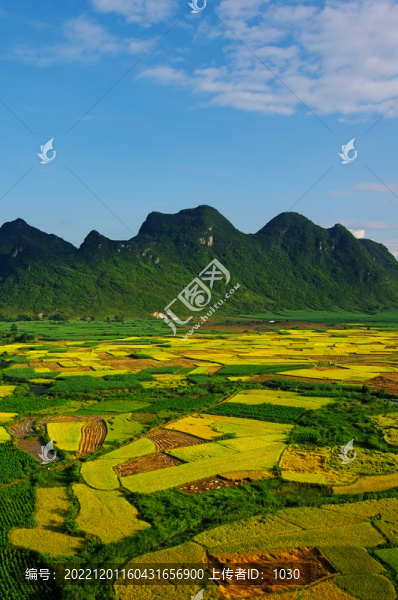 唯美農(nóng)業(yè)農(nóng)田稻田
