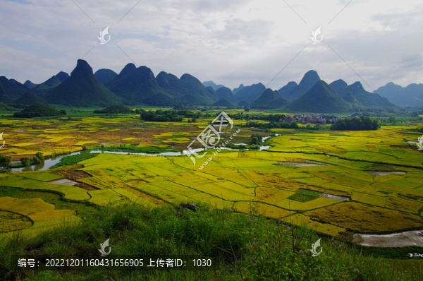 稻田農(nóng)作物農(nóng)業(yè)豐收