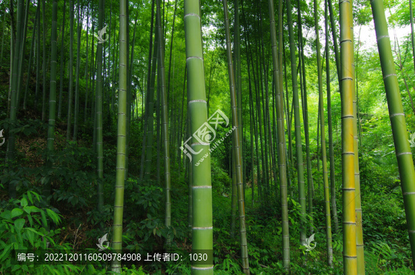 綠竹竹植物