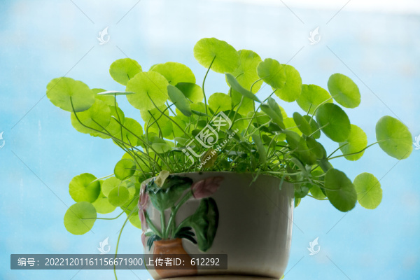 觀賞植物銅錢草