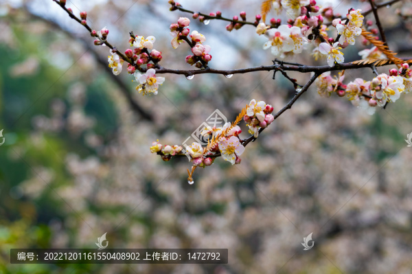 武漢東湖梅園春季梅花風光