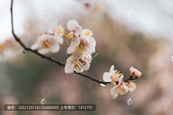 武漢東湖梅園春季梅花風(fēng)光