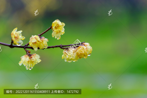 武漢東湖梅園春季梅花風(fēng)光