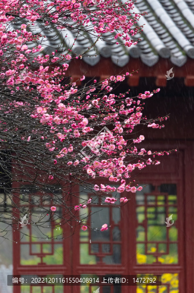 武漢東湖梅園春季梅花風(fēng)光