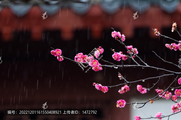 武漢東湖梅園春季梅花風(fēng)光
