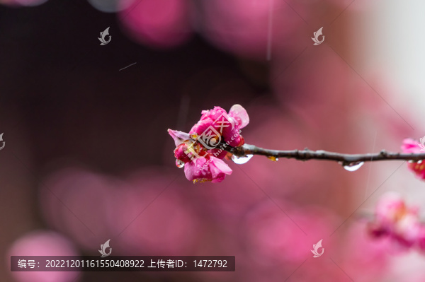 武漢東湖梅園春季梅花風(fēng)光