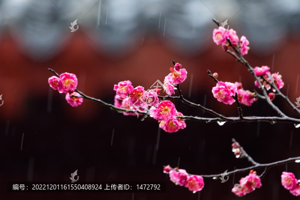 武漢東湖梅園春季風(fēng)光