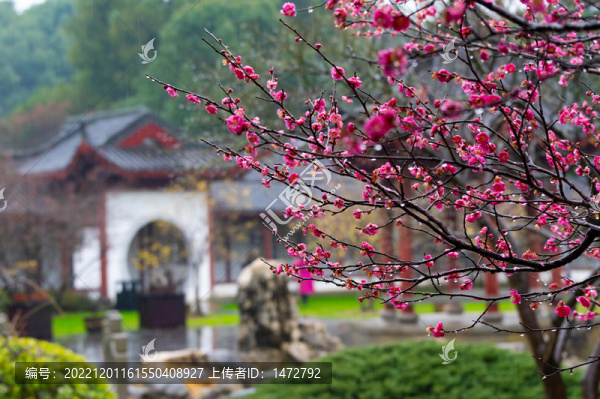 武漢東湖梅園春季風(fēng)光